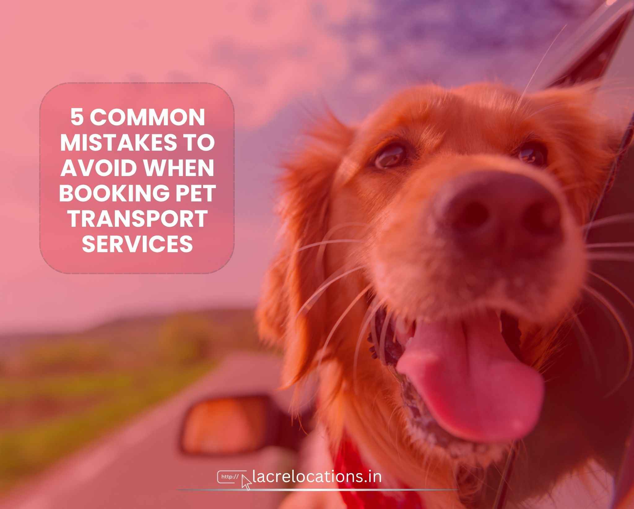 Dog resting comfortably inside an airline-approved pet travel crate