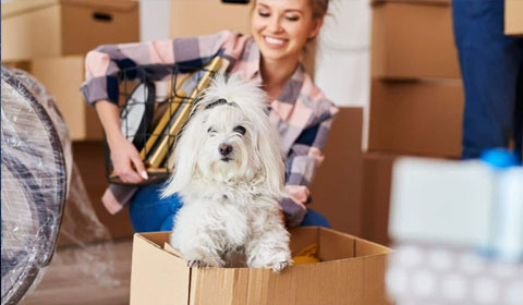 Moving Pets and Personal Items
